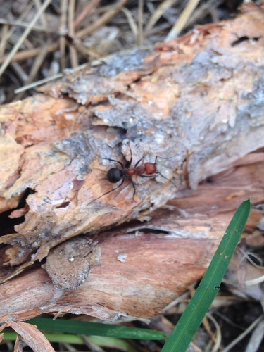 iNaturalist observation photo of Western Thatching Ant
