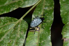 Cypherotylus impressopunctatus