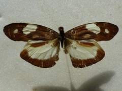Dismorphia zathoe pallidula