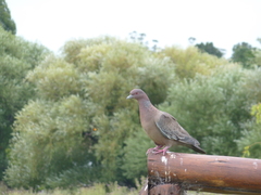 Patagioenas picazuro