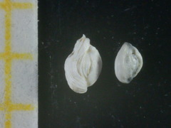 Adelosina