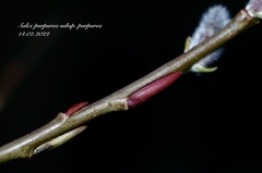 Salix purpurea purpurea
