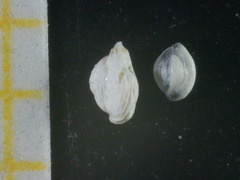 Adelosina