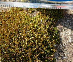 Ptychomitrium incurvum