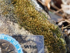 Ptychomitrium incurvum