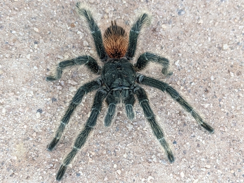 Lasiodora franciscana