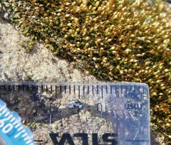 Ptychomitrium incurvum
