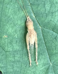 Aphonoides