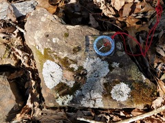 Ptychomitrium incurvum