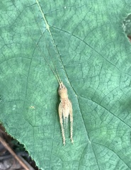 Aphonoides