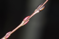 Salix purpurea purpurea