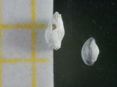 Adelosina
