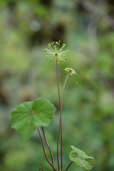 Hydrocotyle acutifolia
