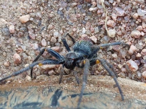 Parawixia bistriata