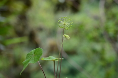 Hydrocotyle acutifolia