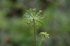 Hydrocotyle acutifolia