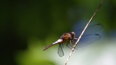 Hadrothemis coacta