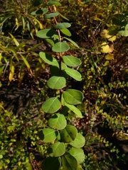 Phyllanthopsis phyllanthoides