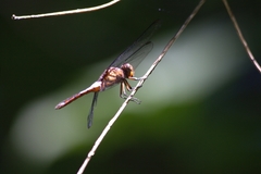 Hadrothemis coacta