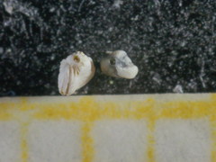 Adelosina