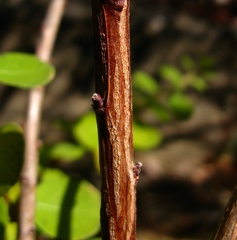 Phyllanthopsis phyllanthoides