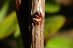 Phyllanthopsis phyllanthoides