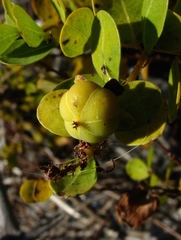 Phyllanthopsis phyllanthoides