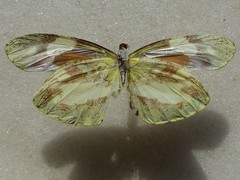 Dismorphia zathoe pallidula