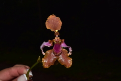 Cyrtochilum volubile