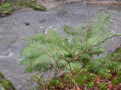 Dryopteris affinis
