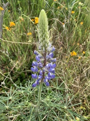 Lupinus benthamii