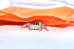 Platycryptus californicus