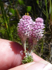 Lachnospermum umbellatum
