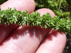Lachnospermum umbellatum