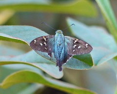 Urbanus proteus proteus