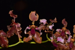 Cyrtochilum volubile