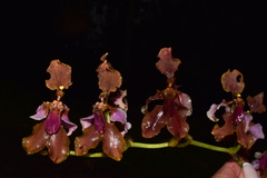 Cyrtochilum volubile
