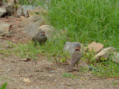 Zonotrichia capensis