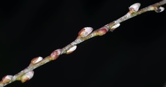 Salix irrorata