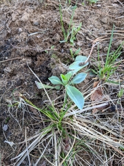 Penstemon grandiflorus