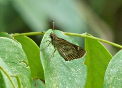 Vehilius stictomenes stictomenes