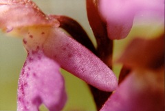 Orchis spitzelii