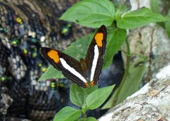 Adelpha syma