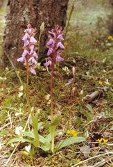 Orchis spitzelii