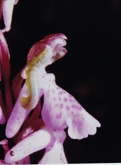 Orchis spitzelii