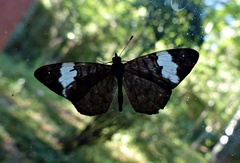 Ectima thecla thecla