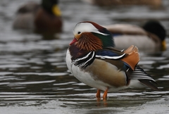 Aix galericulata