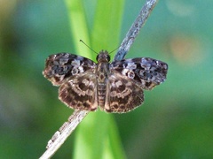 Gorgythion begga begga