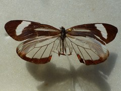 Dismorphia theucharila