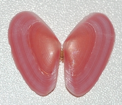 Eurytellina
